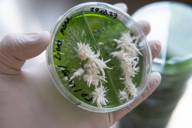 Mycelium seçimi, mantar yetiştirme ve laboratuvar koşullarında rezervasyon. Modern dünyada tıbbi işlevsel mantarlar