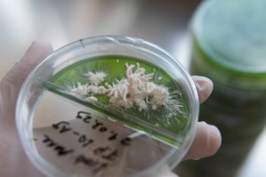 Popüler tıbbî mantarlar, aslanların insanlar üzerindeki etkisi. Mantarların geleceği ve onların insanlığı kurtarmadaki rolü. Mantar kültürünün miselyumlu petri kabı.