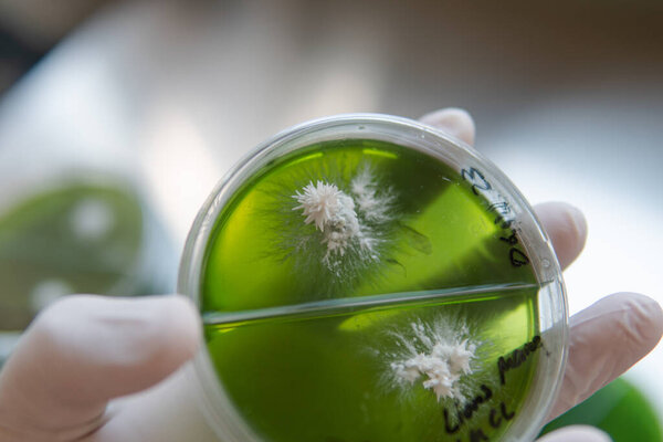 Mycelium selection, cultivation and reservation of mushrooms under laboratory conditions.