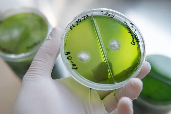 stock image Mycelium selection, cultivation and reservation of mushrooms under laboratory conditions.