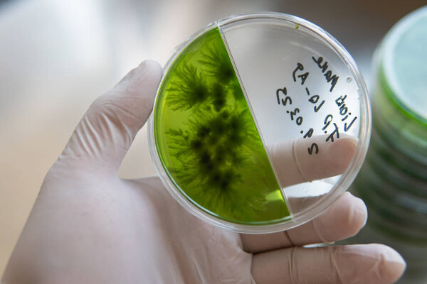 Popular medicinal mushrooms, the beneficial effects of the lions mane mushroom on humans. The future of mushrooms and their role in saving humanity. Petri dish with mycelium of mushroom culture