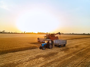 Hasattan, traktördeki tahıl ambarına kadar aşırı yüklü tahıl havası. Hasat boşaltan hasatçı, hasat edilen buğdayı kutuya boşaltıyor. İşteki çiftçiler. Tarım, hasat mevsimi.