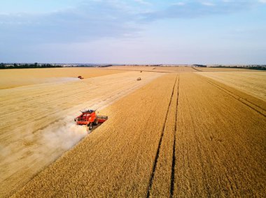 Gün batımında buğday tarlasında çalışan kızıl hasatçının hava aracı fotoğrafı. Tarım arazilerindeki ekinleri biçen makineli sürücüyü birleştirin. Organik tarım. Tarım teması, hasat mevsimi.