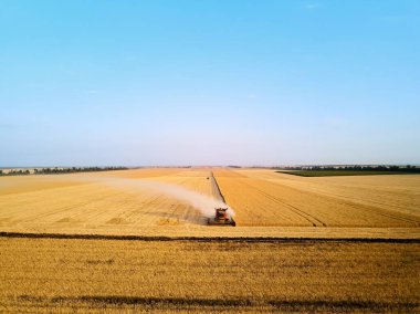 Gün batımında buğday tarlasında çalışan kızıl hasatçının hava aracı fotoğrafı. Tarım arazilerindeki ekinleri biçen makineli sürücüyü birleştirin. Organik tarım. Tarım teması, hasat mevsimi.