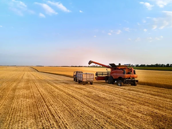 トラクターのフィールドでの穀物ボックストレーラーに収穫機を組み合わせるから穀物を過負荷の空中 収穫した小麦を箱体に注ぐ下の収穫者 仕事中の農家 収穫期 — ストック写真