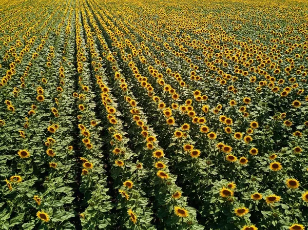 ひまわり畑の空中 ひまわり畑上空のドローン飛行 太陽の花の行の黄色のフィールドの風光明媚な上からの眺め 農業と収穫のテーマ 壮大な風景 — ストック写真