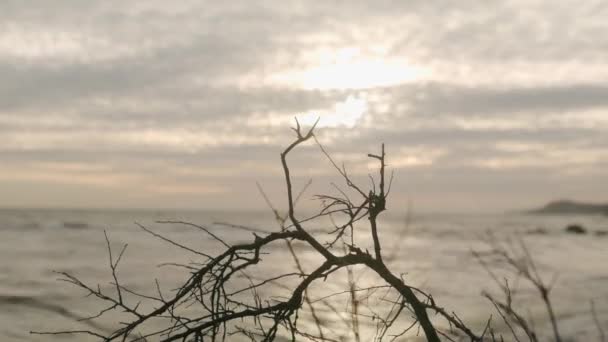 Surowe Suche Gałęzie Drzew Tle Błyszczącego Słońca Falach Morskich Piaszczystej — Wideo stockowe