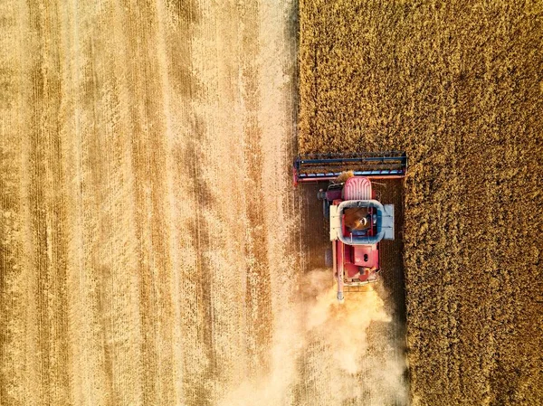 Aerial drone photo of red harvester working in wheat field on sunset. Top view of combine harvesting machine driver cutting crop in farmland. Organic farming. Agriculture theme, a harvesting season.