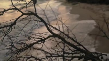 Kumlu sahil şeridinde deniz dalgalarıyla yıkanmış sert, kurumuş, çıplak ağaç dalları. Arka planda yalnız bir kadın yürüyor. Soyut depresyon, içsel duygular ve acı - dramatik kavramsal görüntüler.