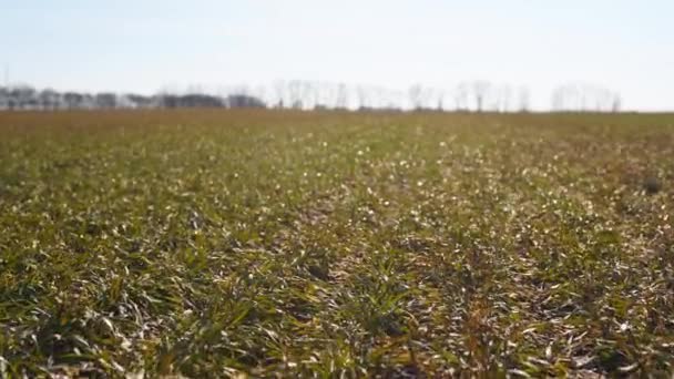 Tarlada Taze Buğday Filizleri Mahsulsüz Arazi Drone Buğday Tarlalarının Üzerinde — Stok video