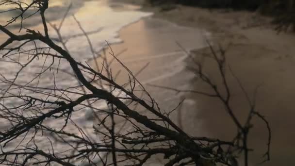 乾いた壊れた裸の木の枝は 砂浜の海岸線で波のサーフィンで洗浄し 孤独な女性が背景に歩いています 抽象的なうつ病 内側の感情と痛み 劇的な概念的な映像 — ストック動画