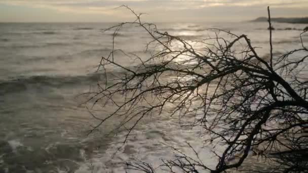 Harsh Dry Bare Tree Branches Glittering Sun Glare Sea Waves — Stock Video