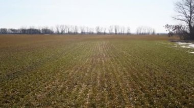 Tarlada taze buğday filizleri ve mahsulsüz arazi. Drone buğday tarlalarının üzerinde vuruldu. Gün batımında kırsal çiftlik. Buğday tarlası hava aracı görüşü ilerliyor. Yüksek kalite 4k görüntü