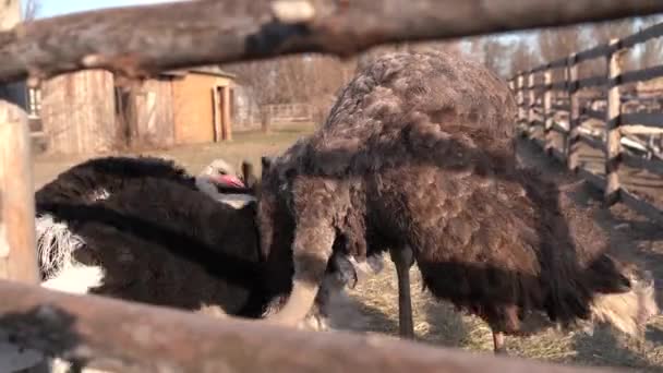 Male Ostrich Performs Mating Dance Front Hen Farm Dancing Ostriches — Stock Video