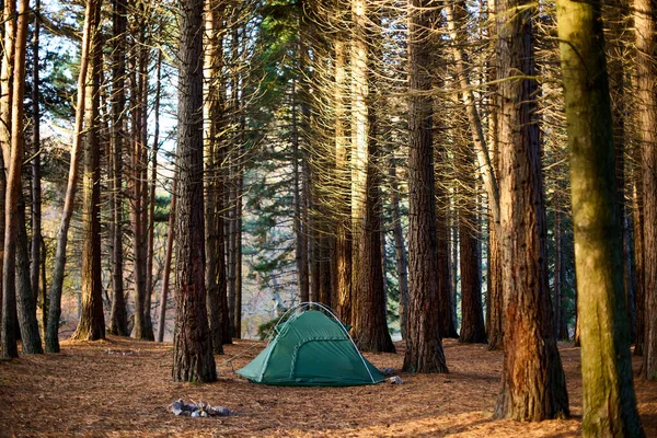Lonely tourist tent in the autumn picturesque forest. Self-isolation in nature. Tourism concept. Dawn in sunny forest with a lonely tent. Man lives in the forest. Unity with nature
