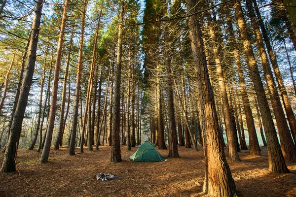 Lonely tourist tent in the autumn picturesque forest. Self-isolation in nature. Tourism concept. Dawn in sunny forest with a lonely tent. Man lives in the forest. Unity with nature