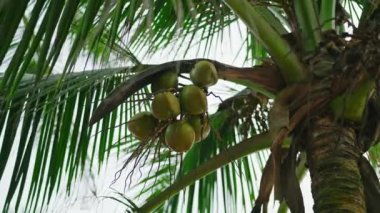 Palm tree with green coconuts bottom view. Fresh coconuts on palm. Coconut palm tree bottom view. Coconut palm trees in tropics. Coconut tree plantation for coconut water production. Tropical concept