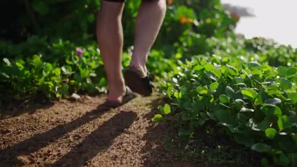 Male Legs Sandals Walking Green Plants Bushes Edge Scenic Hill — Stock videók