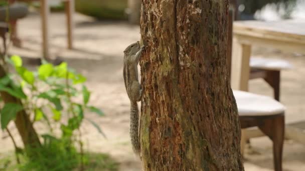 Indian Palm Squirrel Action Running Digging Burrows Searching Food Sand — Stok video