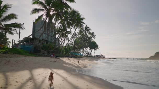 Inspiring Tropical Ocean View Beach Palm Trees Wave Running Shore — Vídeo de Stock