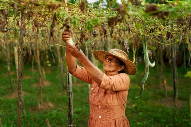 Yaşlı Hintli kırsal kadın çiftçi sebze hasadını tutarken mutlu bir şekilde gülümsüyor. Çiftliğindeki kıdemli Sri Lankalı neşeli kadın yukarıdan sarkan olgun sebzeleri gösteriyor. Çiftçilik ve bahçecilik kavramı