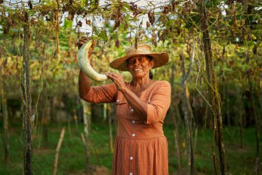 Yaşlı Hintli kırsal kadın çiftçi sebze hasadını tutarken mutlu bir şekilde gülümsüyor. Çiftliğindeki kıdemli Sri Lankalı neşeli kadın yukarıdan sarkan olgun sebzeleri gösteriyor. Çiftçilik ve bahçecilik kavramı