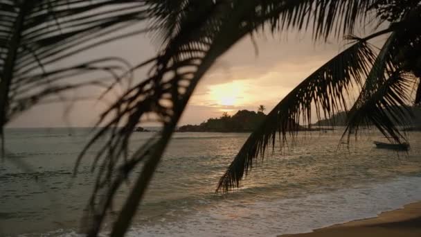 夕阳西下的海洋景观 波涛汹涌 背景为绿色岩石岛 棕榈叶的黑色轮廓在落日和大海中央的黑暗岛屿上映衬着 黄昏时的海洋和天空 — 图库视频影像