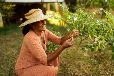 Hasır şapkalı yaşlı mutlu Hintli kadın çiftçi bahçede oturuyor ve sebzelerini hasat ediyor. Kıdemli Sri Lankalı gülümseyen kadın meyve bahçesindeki çalılıklardan sarkan olgun biber topluyor.