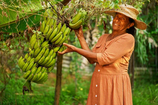 老年印度农村妇女高高兴兴地握着一束绿色香蕉 在她的农场里 一位斯里兰卡快乐的老妇人露出了小香蕉的枝头 耕作和园艺概念 免版税图库照片