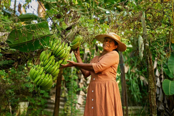 年长快乐的印度女农民头戴草帽 手里拿着一大枝绿色小香蕉 上了年纪的斯里兰卡微笑的女人在她的农场展示一堆香蕉 耕作和园艺概念 免版税图库图片