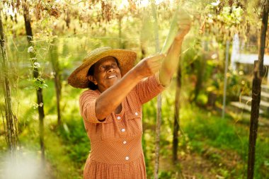 Yaşlı Hintli kadın çiftçi kabak hasadını elinde tutarken gülümsüyor. Kıdemli Sri Lankalı mutlu kadın, sarmaşıktan sarkan olgun yeşil sebzeleri gösteriyor. Çiftçilik ve bahçecilik kavramı.