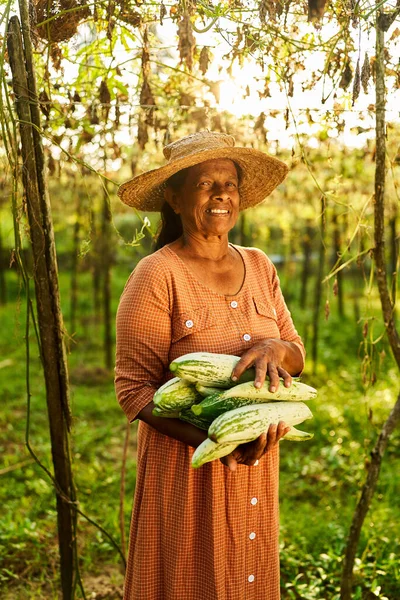 Elderly Happy Indian Female Farmer Straw Hat Holding Her Harvested — Stock Photo, Image
