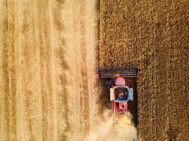 Gün batımında buğday tarlasında çalışan kızıl hasatçının hava aracı fotoğrafı. Çiftlik arazilerindeki ekinleri biçen makineli sürücünün en iyi görüntüsü. Organik tarım. Tarım teması, hasat mevsimi.