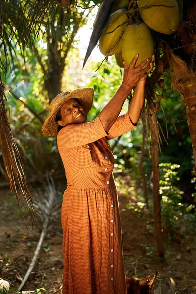 stock image Elderly Indian female farmer holding big coconut hanging from coconut palm tree smiling happily. Senior Sri Lankan cheerful woman on her coconut farm showing harvest. Farming and gardening concept