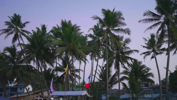 Uitzicht Palmbomen Ochtend Met Schemering Hemel Achtergrond Een Tropische Vakantie — Stockvideo