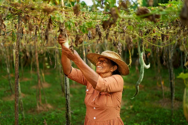年长的印度女农民高高兴兴地捧着黄瓜收割 一位年长的斯里兰卡快乐的妇女站在她的农场上 上面挂着成熟的蔬菜 耕作和园艺概念 — 图库照片