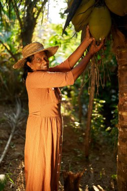 Hasır şapkalı yaşlı mutlu Hintli kadın çiftçi palmiye ağacından sarkan büyük yeşil hindistan cevizi tutuyor. Kıdemli Sri Lankalı gülümseyen kadın hindistancevizinin üzerinde duruyor. Çiftçilik ve bahçecilik kavramı