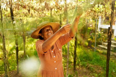 Kıdemli Hintli kadın çiftçi salatalık hasadını tutarken mutlu bir şekilde gülümsüyor. Çiftliğindeki yaşlı Sri Lankalı neşeli kadın yukarıdan sarkan olgun sebzeleri gösteriyor. Çiftçilik ve bahçecilik kavramı.