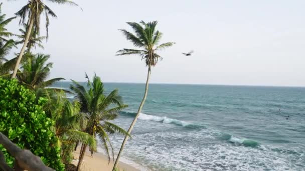 Inspiring Tropical Ocean View Beach Palm Trees Wave Running Shore — Wideo stockowe