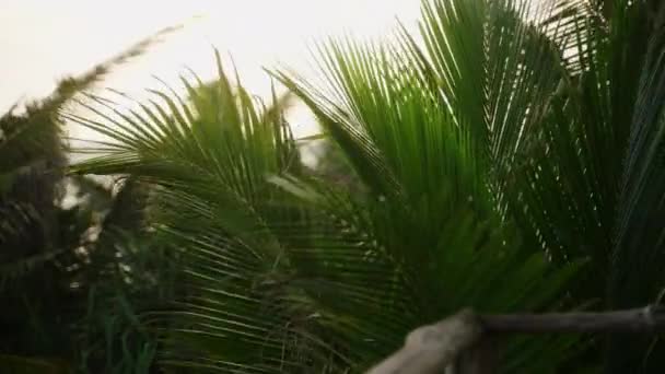 Dence Zielone Palmy Liście Przed Złotym Zachodzącym Słońcem Wiatr Zbliżenie — Wideo stockowe