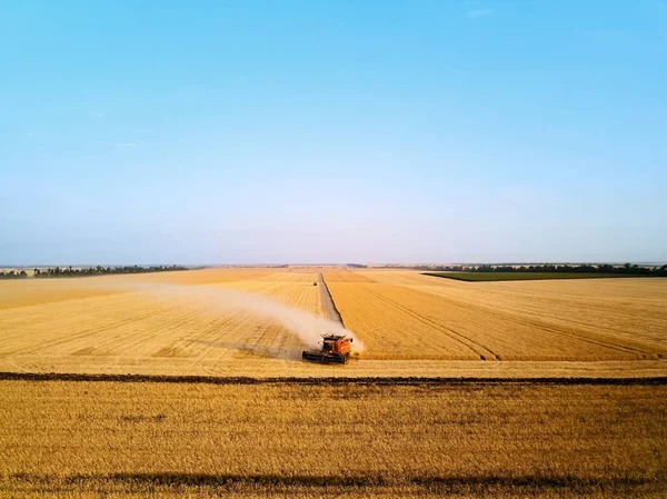 夕日の小麦畑で働く赤い収穫機の空中ドローン写真 農地で収穫機の運転手の切断作物を組み合わせる 有機農業 農業のテーマ 収穫期 — ストック写真