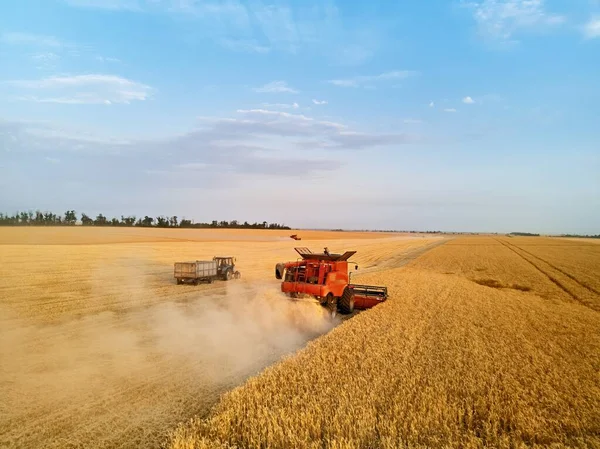 夕日の小麦畑で働く赤い収穫機の空中ドローン写真 農地で収穫機の運転手の切断作物を組み合わせる 有機農業 農業のテーマ 収穫期 — ストック写真