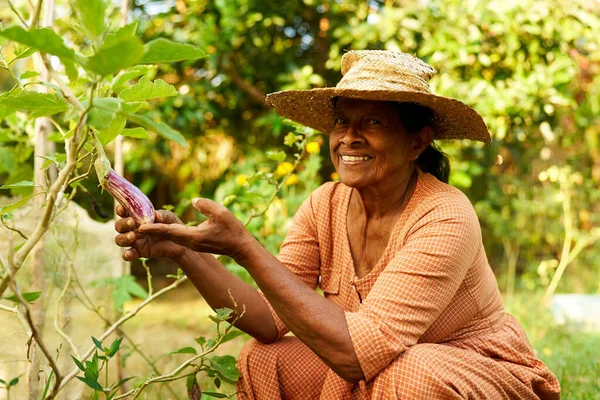 Starsza Hinduska Farmerka Słomkowym Kapeluszu Ogrodzie Zbierająca Bakłażany Starsza Sri Obrazek Stockowy