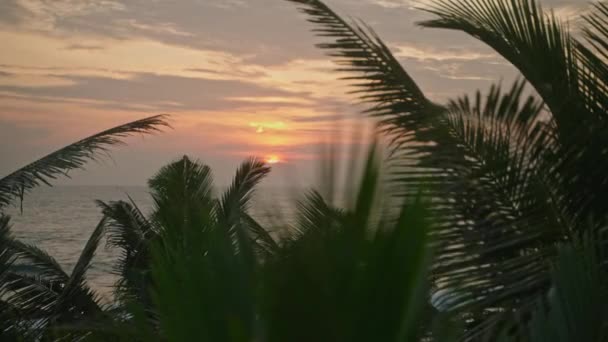 Gyönyörű Trópusi Arany Naplemente Trópusi Pálmafa Sziluettekkel Sűrű Pálmalevelek Narancsszínű — Stock videók