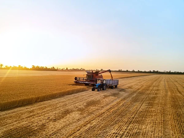 トラクターのフィールドでの穀物ボックストレーラーに収穫機を組み合わせるから穀物を過負荷の空中 収穫した小麦を箱体に注ぐ下の収穫者 仕事中の農家 収穫期 — ストック写真