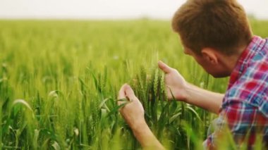 Agronomist, tarlada oturan olgunlaşmış buğday kulaklarını inceliyor. Bir avuç ekilmiş çavdar ekmeği tutan çiftçi. Tarımda uyanan bir adam. Bir rganik tarım kavramı.