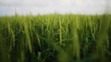 Yeşil buğday tarlası, hafif rüzgardan sarkan buğday kulakları. Olgunlaşmamış tahıl tarlası. Zengin hasat olgunlaşma ve tarım temalı konsept. Dünya Açlık Krizi.