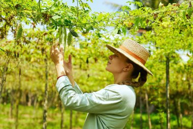 Çiftlikteki sebze hasadını denetleyen dişi çiftçi. Genç kadın tarım uzmanı olgun bir şişe kabağı tutuyor ve ona bakıyor. Hasır şapkalı çiftlik işçisi sebze topluyor. Çiftçilik ve hasat kavramı.