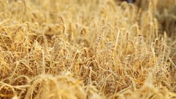 大麦の畑に座って栽培されたシリアル作物を調べる農学者 手に熟した小麦の耳の束を保持笑みを浮かべて農家 ライ麦畑の牧場主 有機農業の収穫 — ストック動画