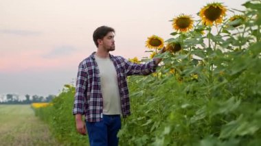 Agronomist yürüyüşü tarlada ayçiçeklerini inceler. Çiftçi olgunlaşmış çiçekleri inceler ve dokunur. Elleriyle çiçek açar. Çiftlik sahibi tarladaki hasadı kontrol ediyor. Organik tarım hasadı.